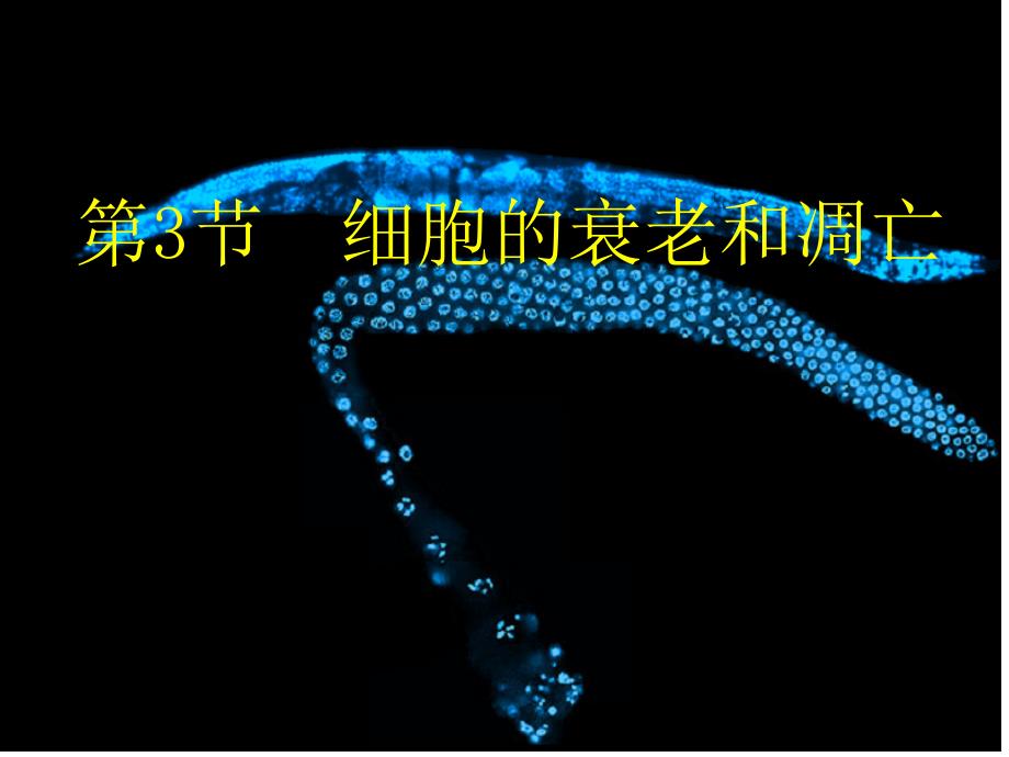 6.3细胞的衰老和凋亡课件3_第1页