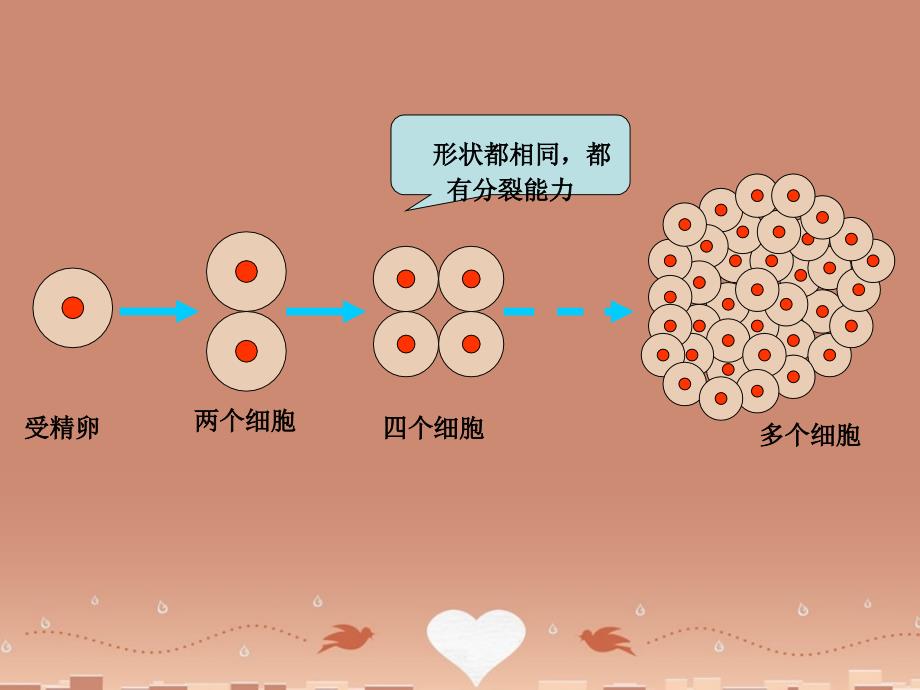 人教初中生物七上《第2单元 第2章 第2节 动物体的结构层次》PPT课件 (14)_第4页