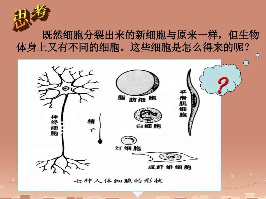 人教初中生物七上《第2单元 第2章 第2节 动物体的结构层次》PPT课件 (14)_第5页