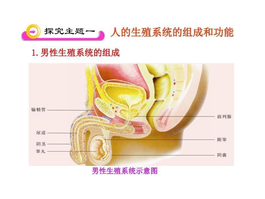 精卵结合孕育新的生的命ppt课件_第5页