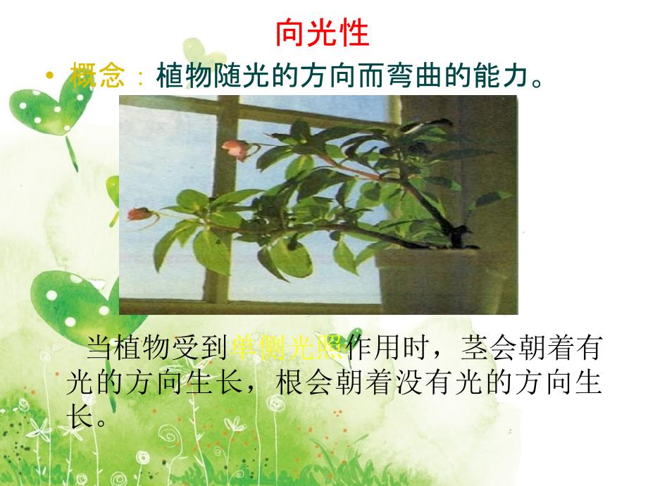 植物的应激性_第4页