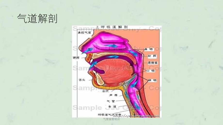 气管插管培训课件_第2页