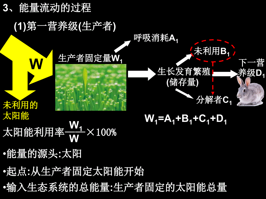 生态系统的能量流动_第4页