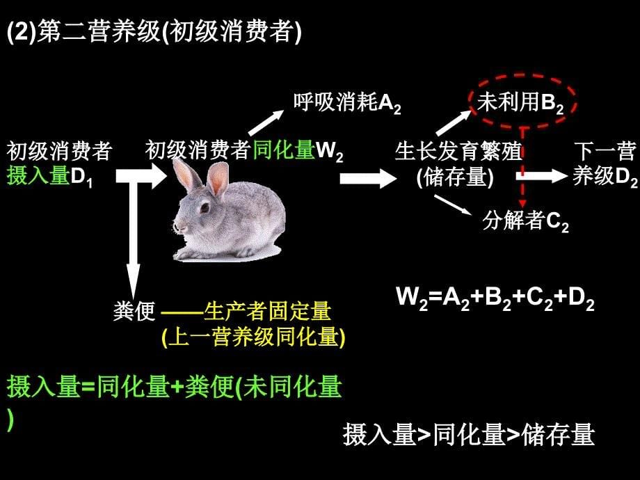 生态系统的能量流动_第5页