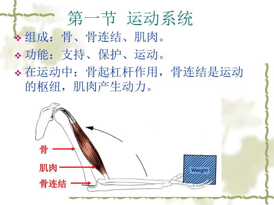 第二章牛（羊）解剖生理第一节运动系统_第2页