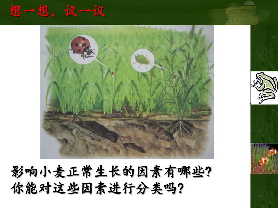 A生物与环境的关系_第3页