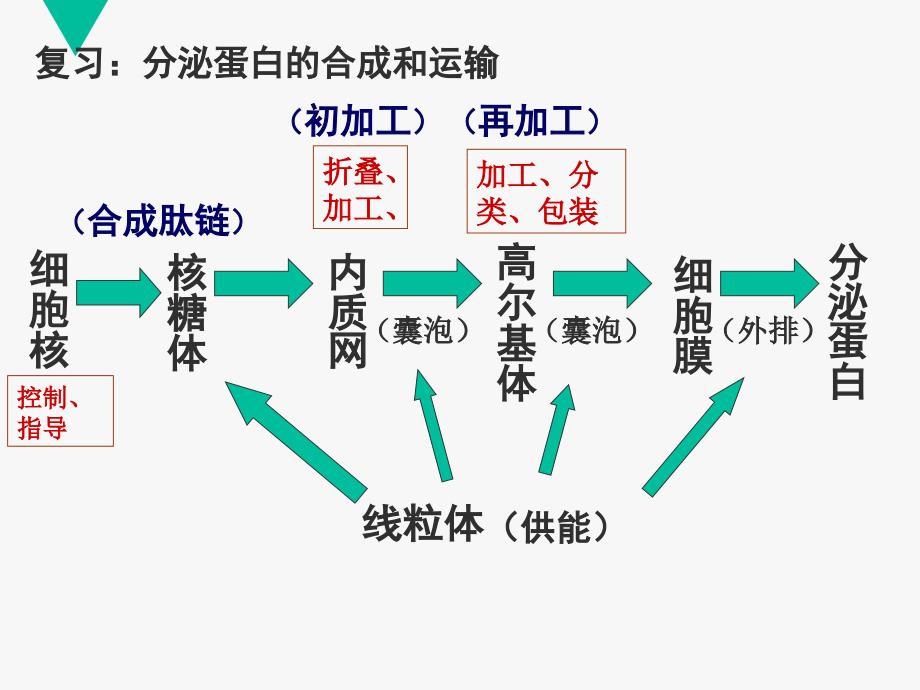 33细胞核—系统的控制中心_第1页