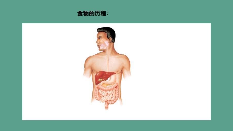 九年级科学上册浙教版同步教学4.2食物的消化和吸收第1课时消化系统的组成ppt课件_第5页