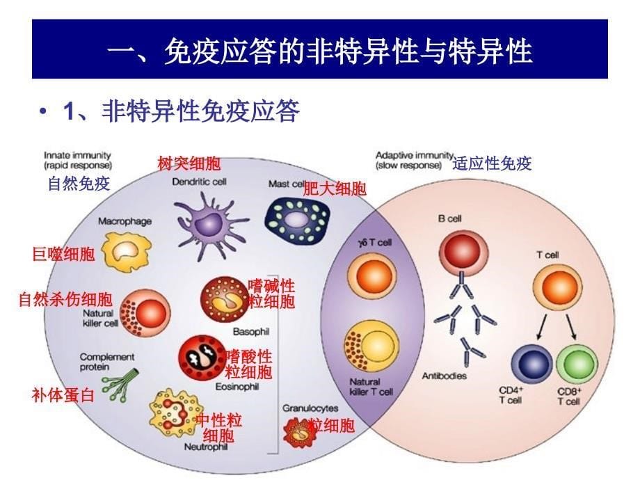 细胞介导的免疫应答.ppt_第5页