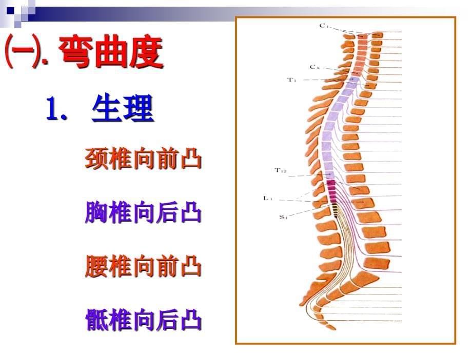 《脊柱四肢》PPT课件_第5页