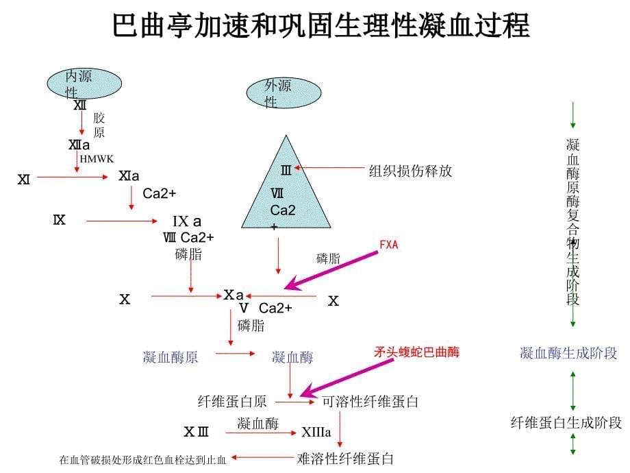 巴曲亭科会肿瘤科_第5页