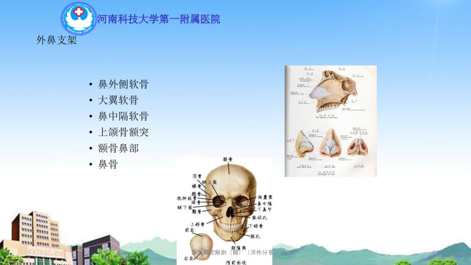 鼻及鼻窦解剖精课件分享_第4页