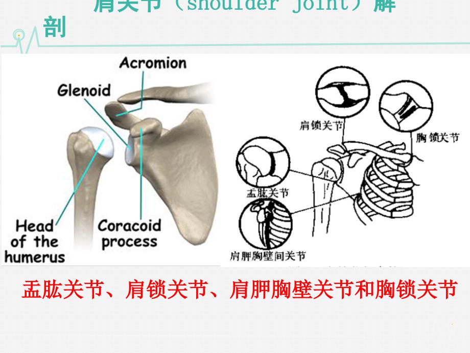 肩痛诊断与治疗_第3页