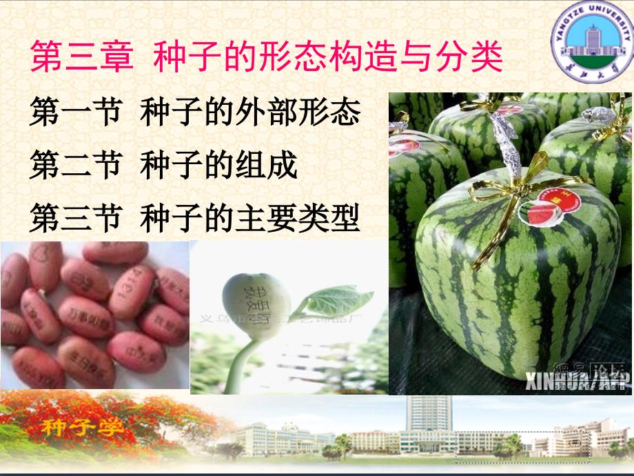 3-种子形态与构造_第1页