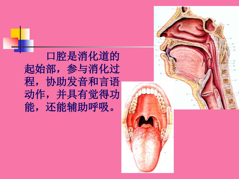 口腔部解剖ppt课件_第2页