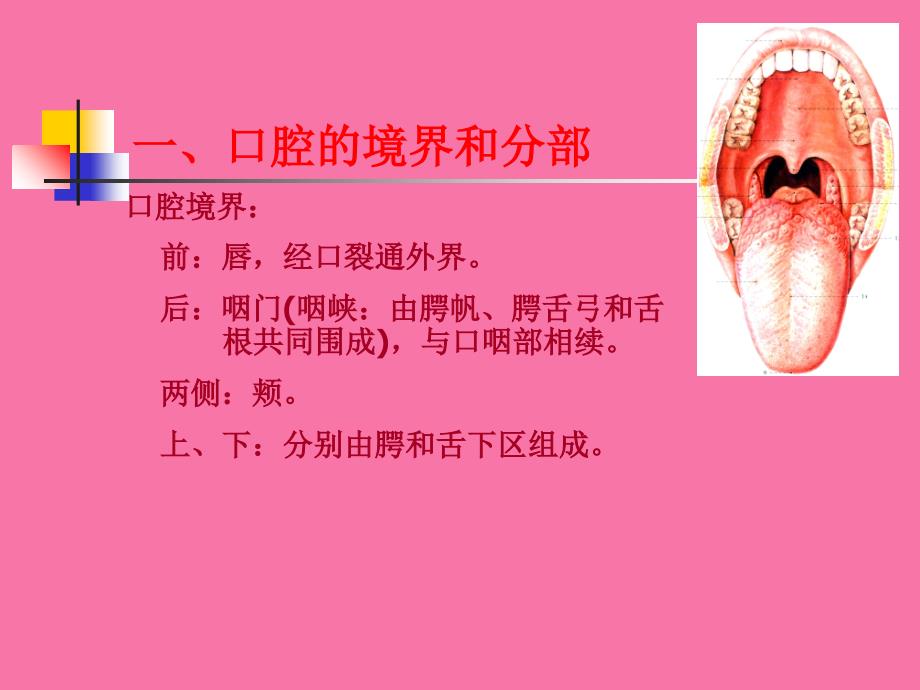 口腔部解剖ppt课件_第3页