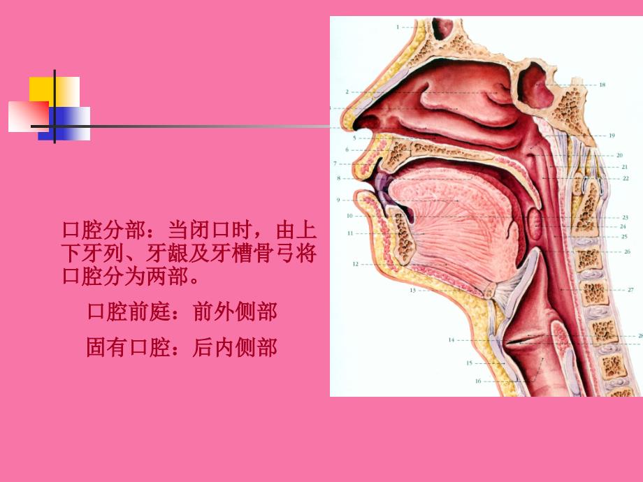 口腔部解剖ppt课件_第4页