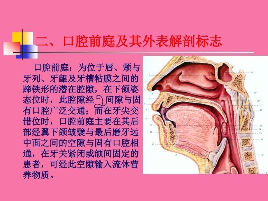 口腔部解剖ppt课件_第5页