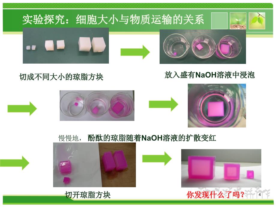 高中生物有丝分裂ppt课件_第4页