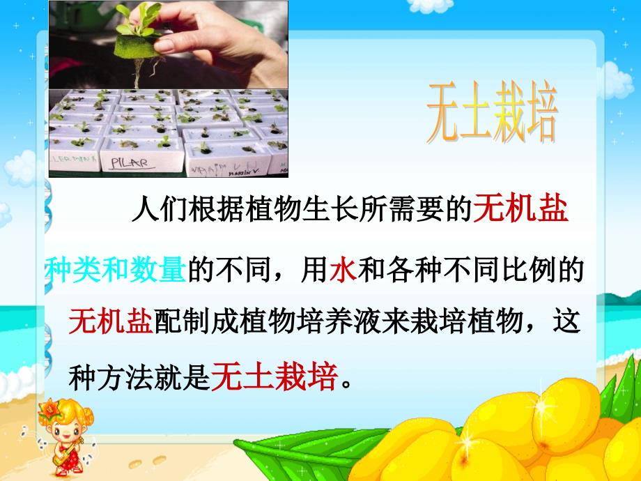 绿色植物的生长需要水和无机盐修改_第4页