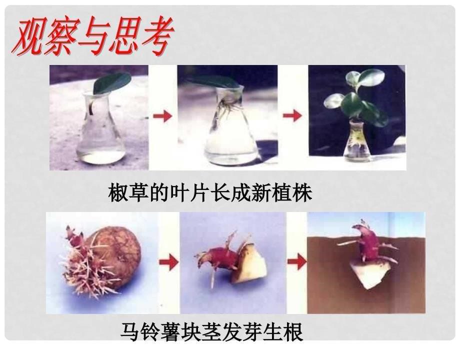 八年级生物下册 第七单元 第一章 第一节 植物的生殖课件3 （新版）新人教版_第5页