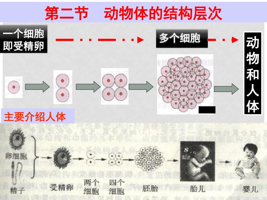 七年级生物上册 2.2.2 动物体的结构层次课件 新人教版_第4页