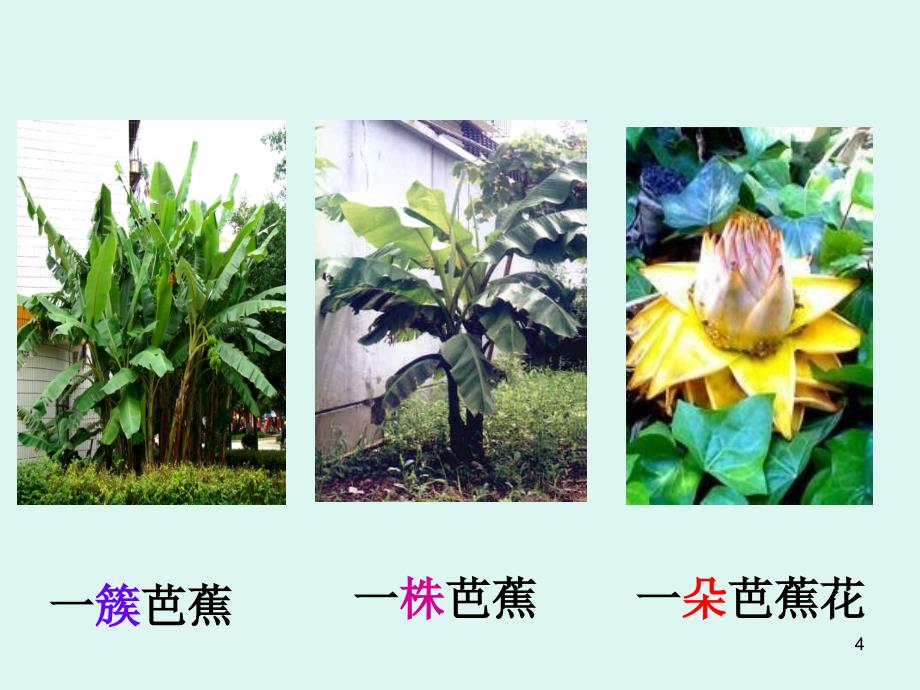 芭蕉花课堂PPT_第4页