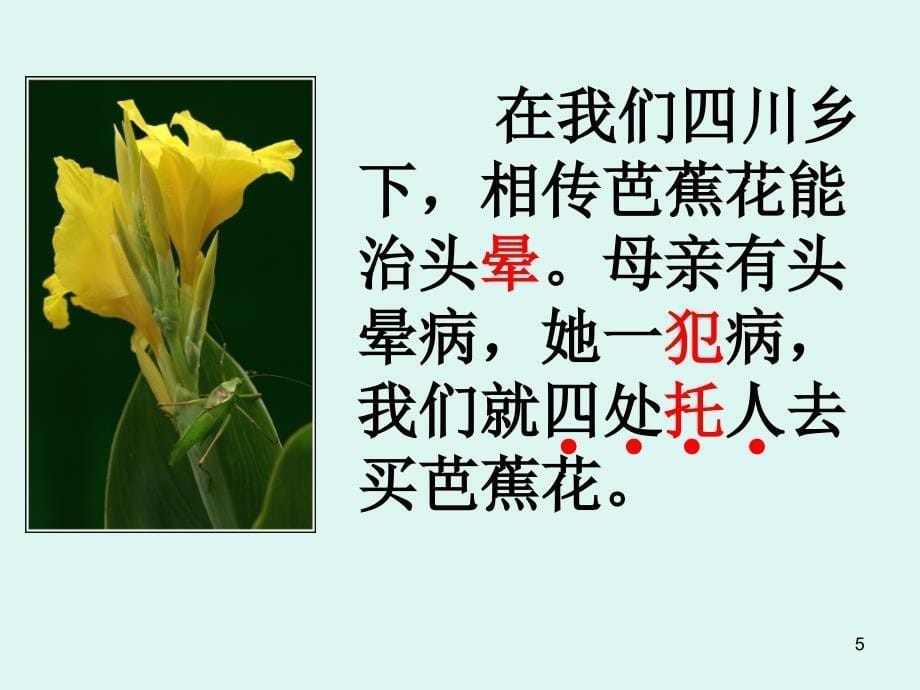 芭蕉花课堂PPT_第5页