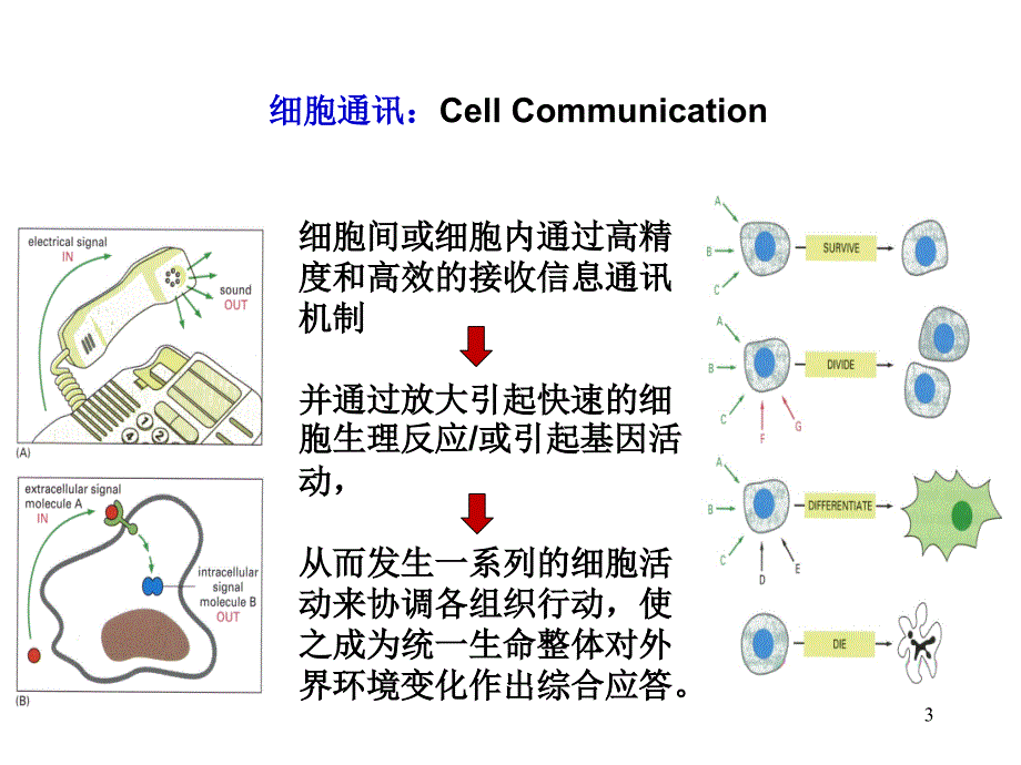 细胞生物学：第5章细胞通讯_第3页