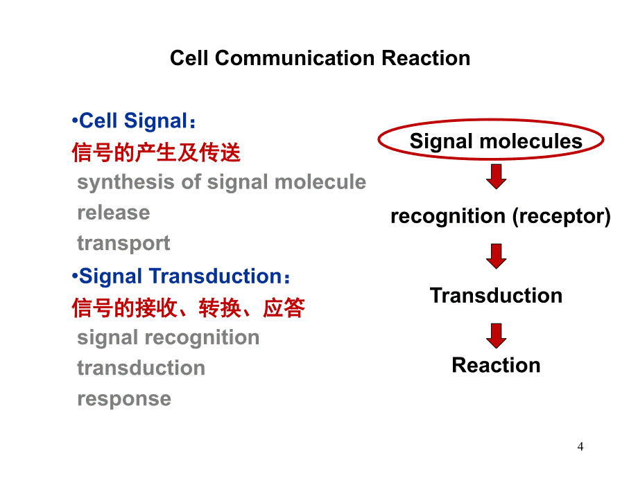 细胞生物学：第5章细胞通讯_第4页