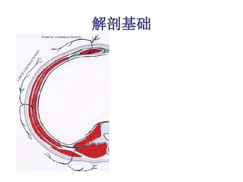 超实用超声引导腹横肌平面阻滞_第5页