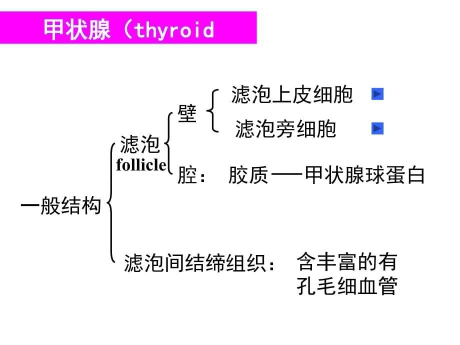 组织胚胎学：内分泌系统_第5页