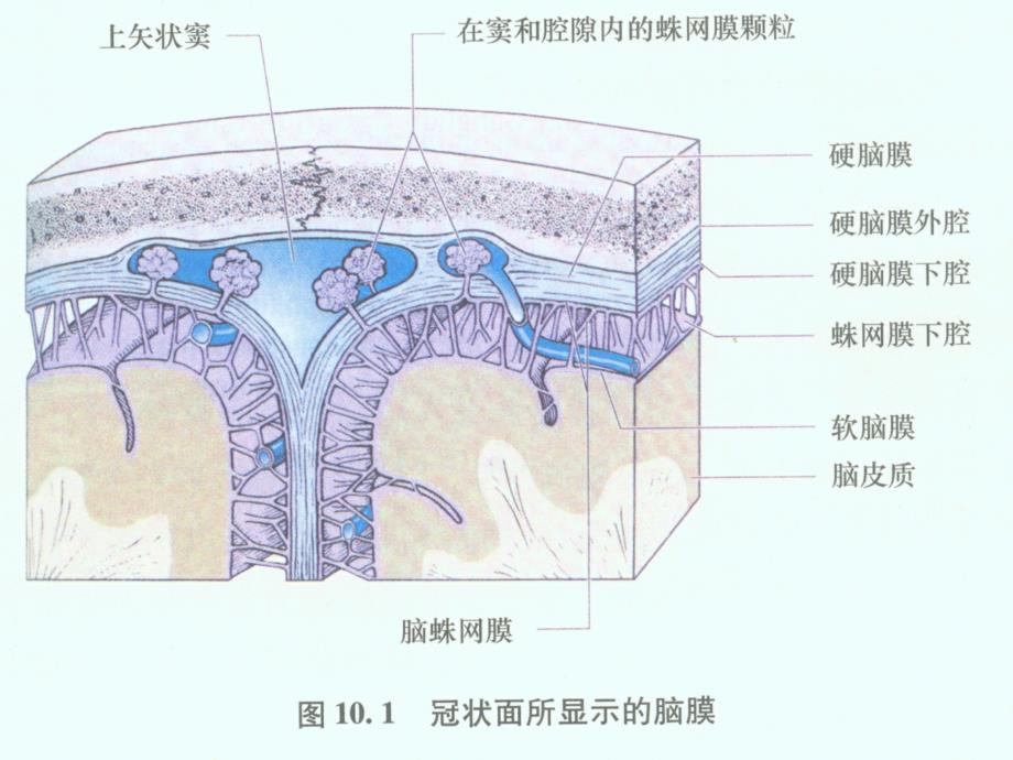 肥厚性硬脑膜炎!!_第3页