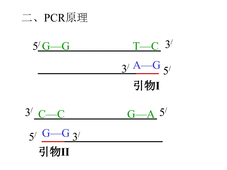 课题2DNA多聚酶链式反应扩增DNA片断_第4页