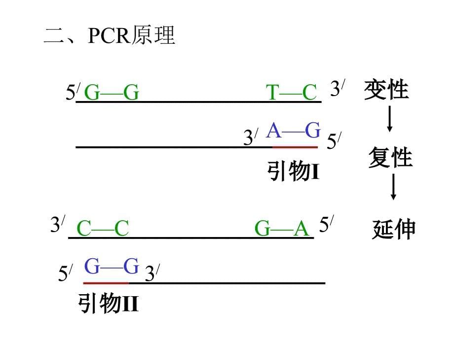 课题2DNA多聚酶链式反应扩增DNA片断_第5页