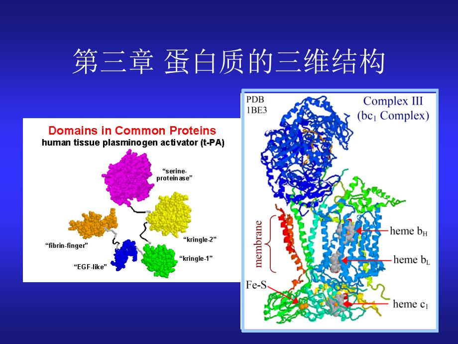 第三章 蛋白质的三维结构_第1页