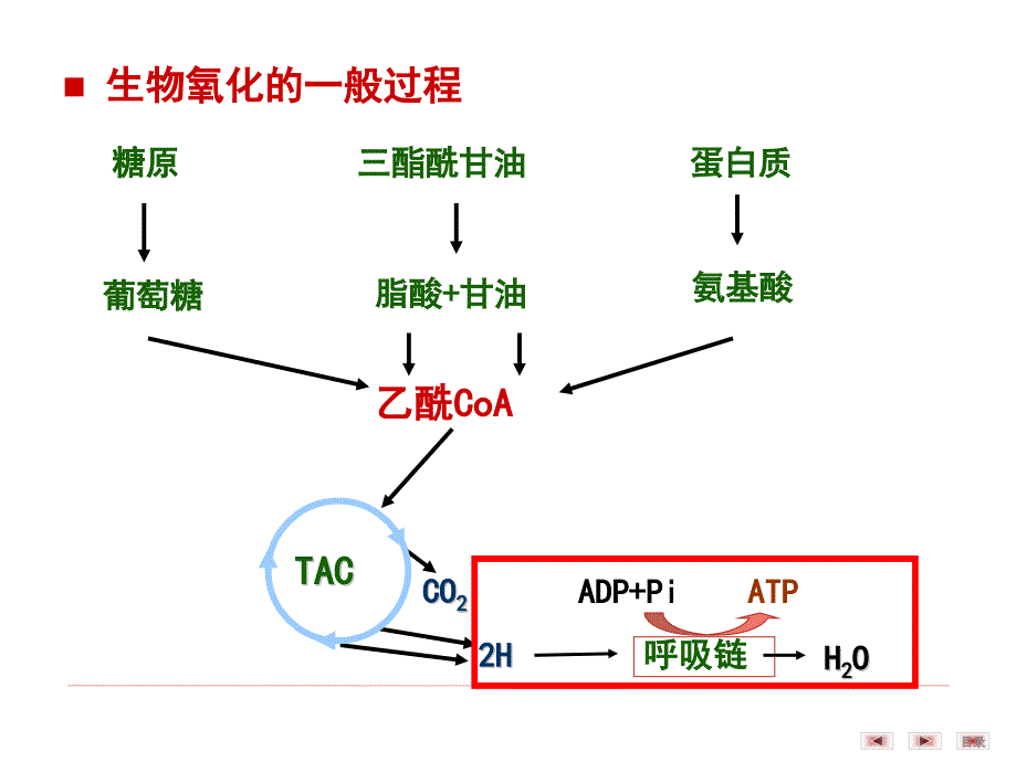 生物化学与分子生物学：第8章 生物氧化_第3页