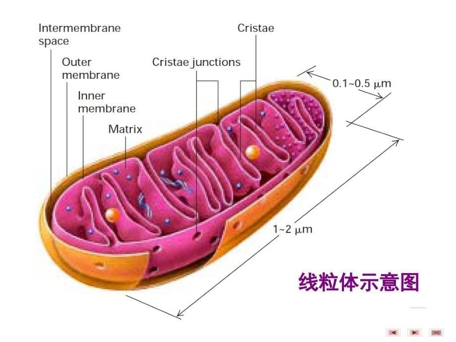 生物化学与分子生物学：第8章 生物氧化_第5页