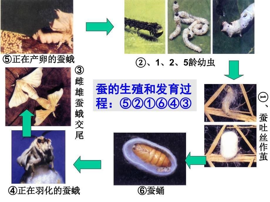 昆虫的生殖和发育-课件_第5页