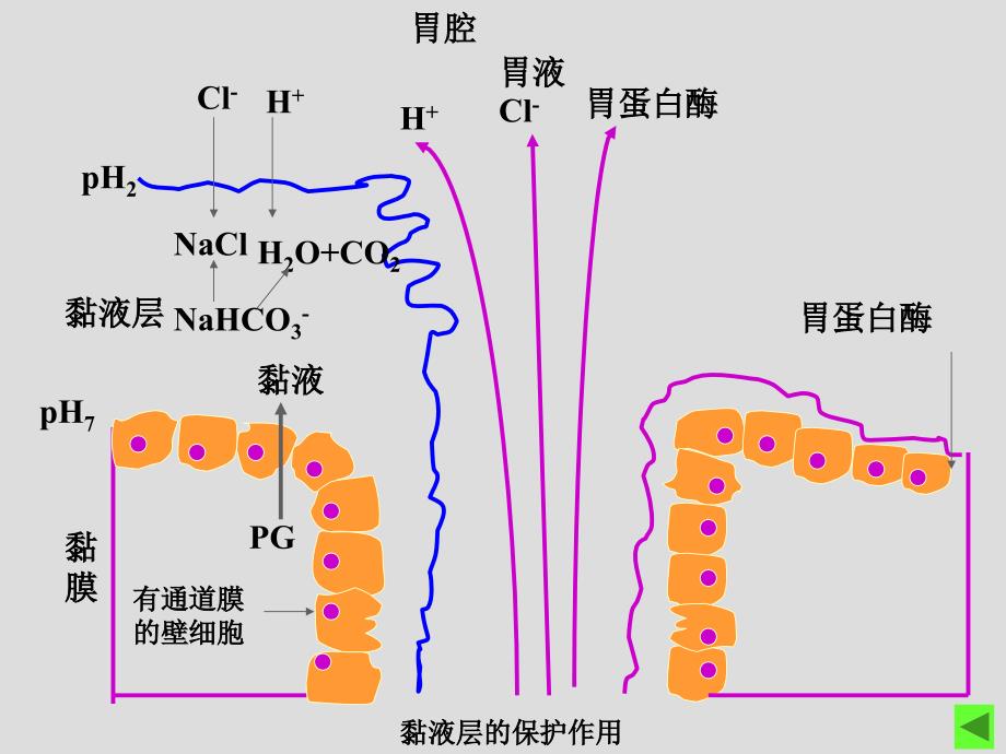 作用于消化系药物_第3页