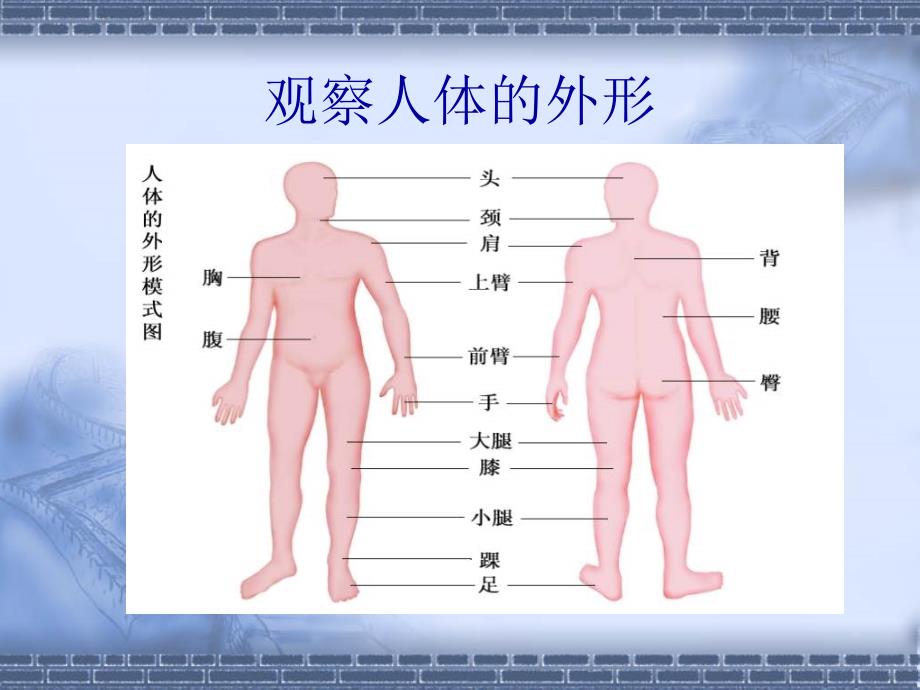 生物：8.2《人体和动物体的组成》课件(苏科版七年级下)_第2页