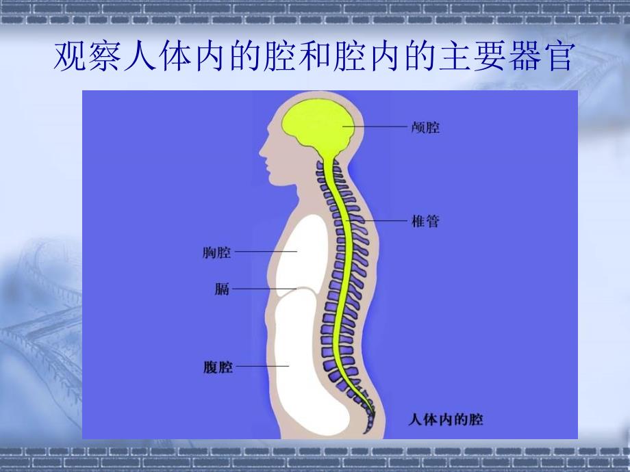 生物：8.2《人体和动物体的组成》课件(苏科版七年级下)_第3页