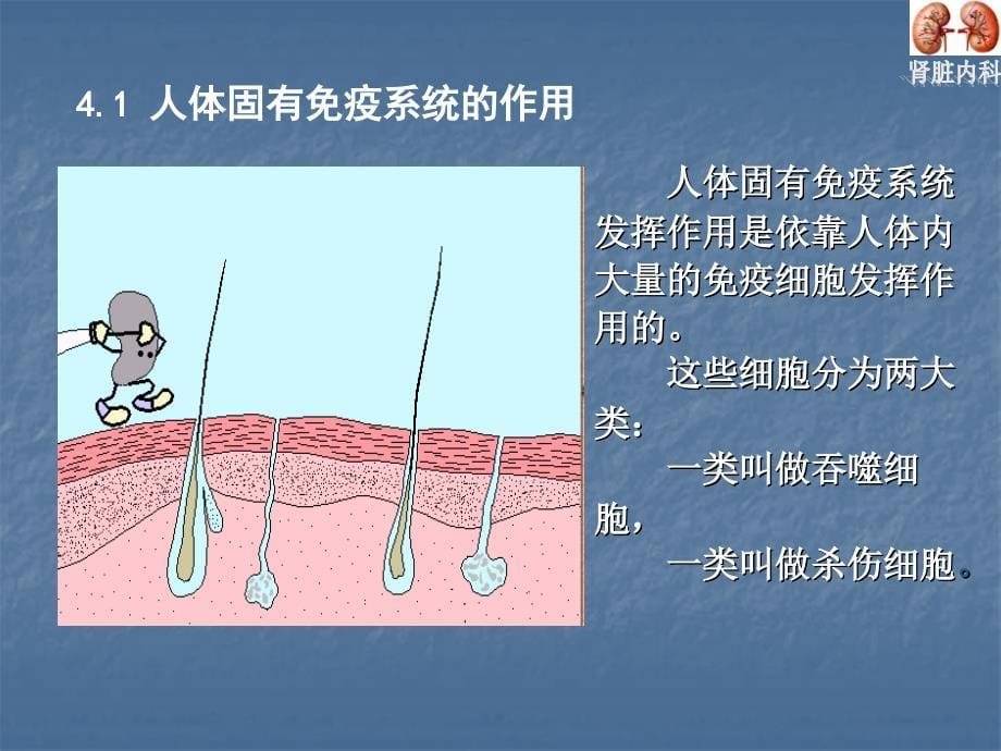 肾脏病的免疫机制 425杨锋_第5页