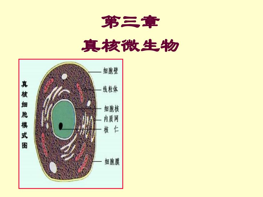 微生物学3真核_第1页