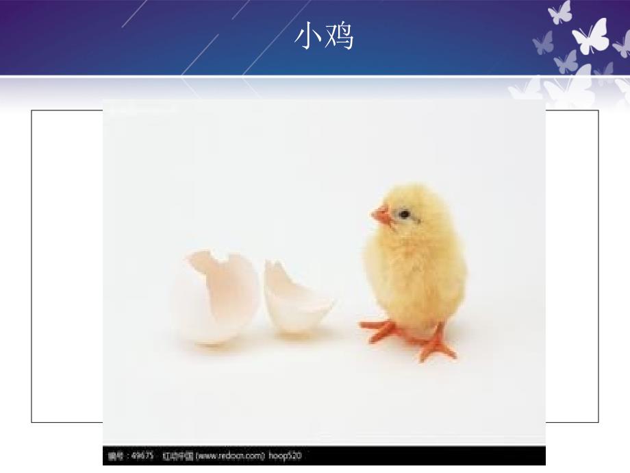 科学小鸡小鸭_第2页