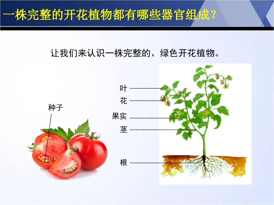 苏教版三年级科学植物和我们_第2页