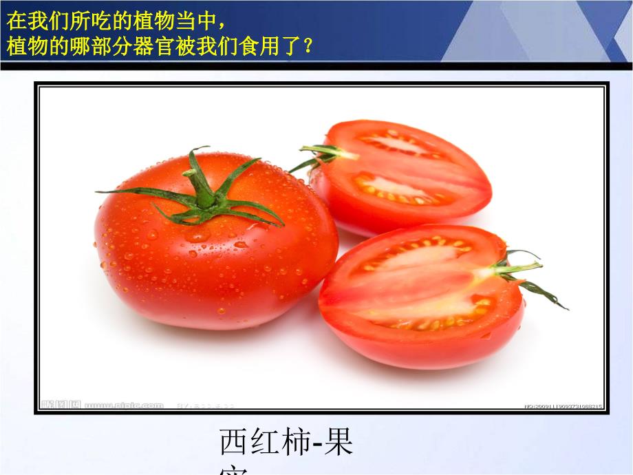 苏教版三年级科学植物和我们_第3页