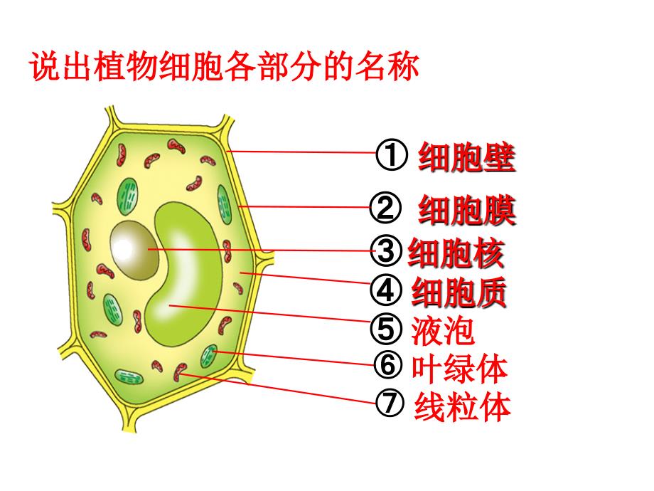 济南版第二节细胞的分裂和分化.ppt_第1页