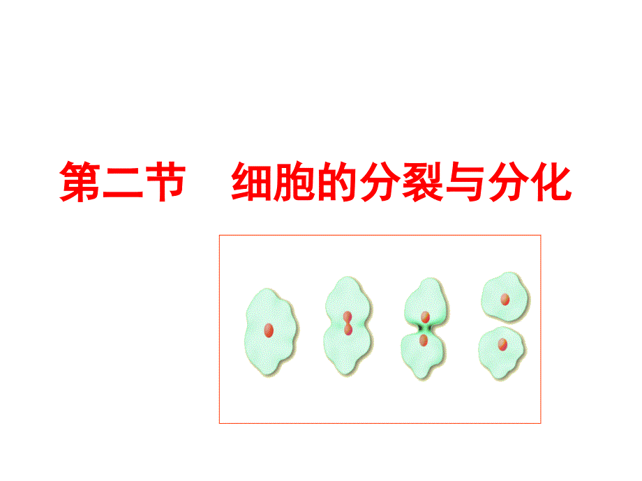 济南版第二节细胞的分裂和分化.ppt_第2页