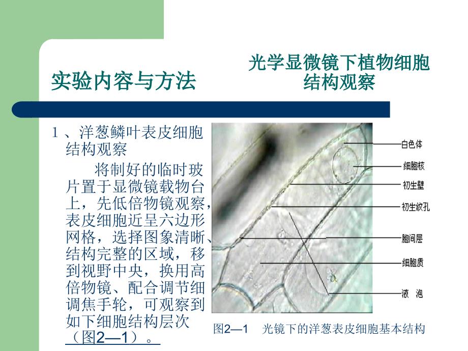 植物细胞和组织实验_第4页